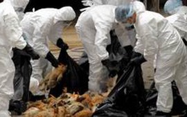 Hậu Giang: Phát hiện ổ dịch cúm H5N1
